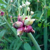 1 Walking Onion Seed for Planting