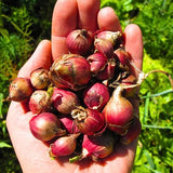 1 Walking Onion Seed for Planting