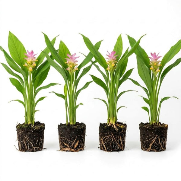 4 Yellow Live Turmeric Plants, Herb Plant, 4-7 Inch Tall