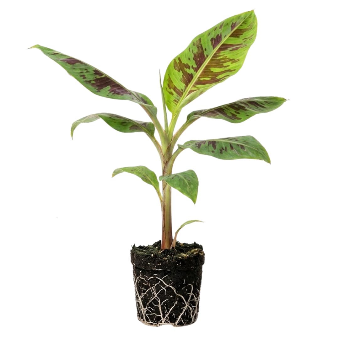 Zebrina Banana Live Plant, 4-6 Inch Tall Banana Plant