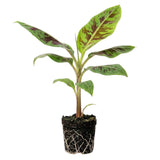 Zebrina Banana Live Plant, 4-6 Inch Tall Banana Plant