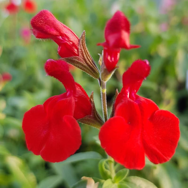 4 Red Salvia Sage Live Bushes, Landscape Flower Plant, 4-6 Inch Tall