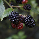 2 Osage BlackBerry Live Plants, Berry Fruit Bush, 4-7 Inch Tall