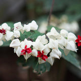 4 White Bleeding Heart Live Plants, Home Garden Plant, 4-6 Inch Tall