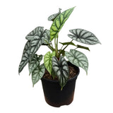 2 Silver Green Alocasia Live Plants, Patio Container Plant, 4-6 Inch Tall