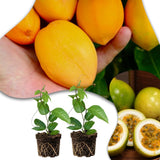Set 2 Jamaican Golden Passion Fruit Plants Live, Fast-Growing Passionfruit Vine Live Plants Tree for Full Sun Growing, Summer Planting, 4-7 Inches, No Pot, Hardy Tropical Trellis Planting