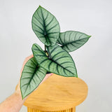 Silver Alocasia Live Plant, Rare Tropical Plant, 2-4 Inch Tall