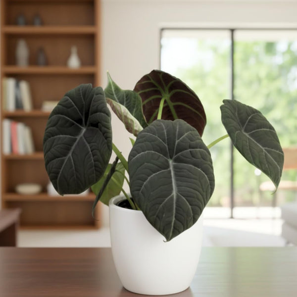 2 Grey Alocasia Live Plants, Hardy Garden Plant, 4-6 Inch Tall