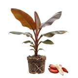 Red Banana Tree Live Plant, Home Garden Plant, 4-6 Inch Tall