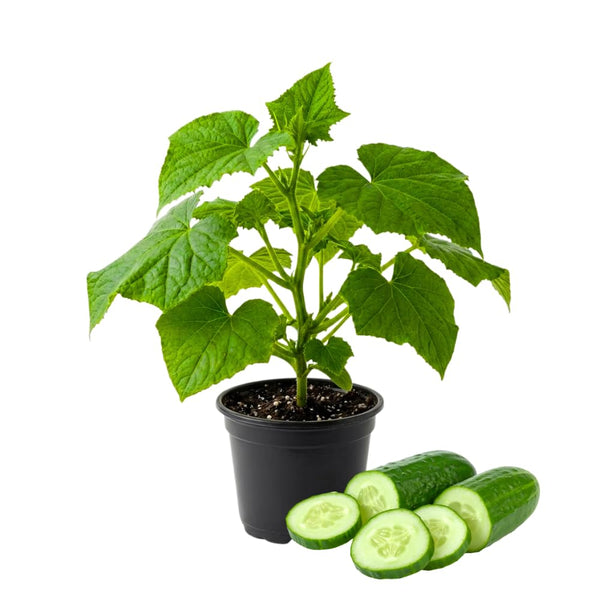 2 Green Cucumber Vine Live Plants, Container Garden Plant, 6-8 Inch Tall