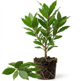 Bay Laurel Tree Live Plant, Fragrant Herb Plant, 4-7 Inch Tall
