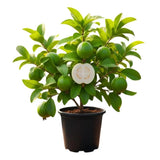 White Guava Live Plant, Well-Rooted Fruit Tree, 7-9 Inch Tall