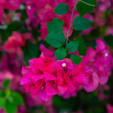 2 Red Pink Bougainvillea Live Plants, Climbing Vine, 4-7 Inch Tall