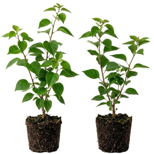 2 Orange Bougainvillea Live Plants, Fence Trellis Vine, 4-7 Inch Tall
