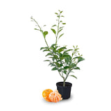 1.5 Years Old Seedless Orange Mandarin Orange Tree Live Plant, 1-2 Ft Tall