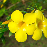 4 Golden Butterfly Allamanda Live Plants, Yellow Bloom Vine, 4-7 Inch Tall