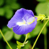 100 Butterfly Pea Seeds, Seeds for Home Garden