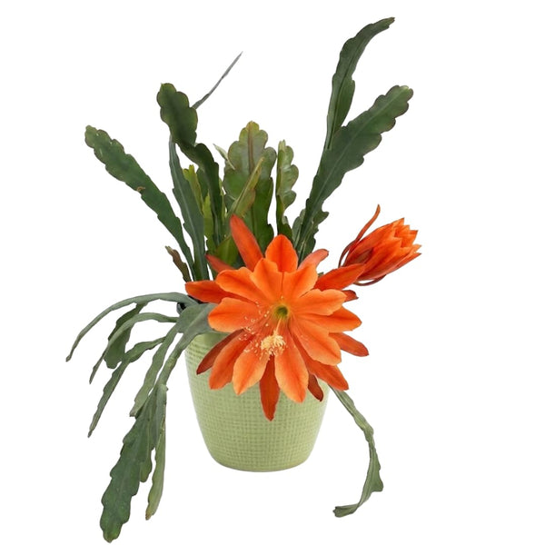 Orange Orchid Cactus Live Plant, Hanging Basket Cactus, 6-8 Inch Tall