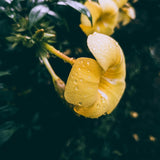 4 Brown Bud Allamanda Live Plants, Container Flowering Plant, 4-7 Inch Tall