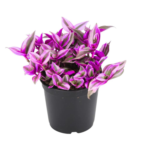 Pink Live Wandering Jew Plant, 3-6 Inch Tall, 3 Inch Pot