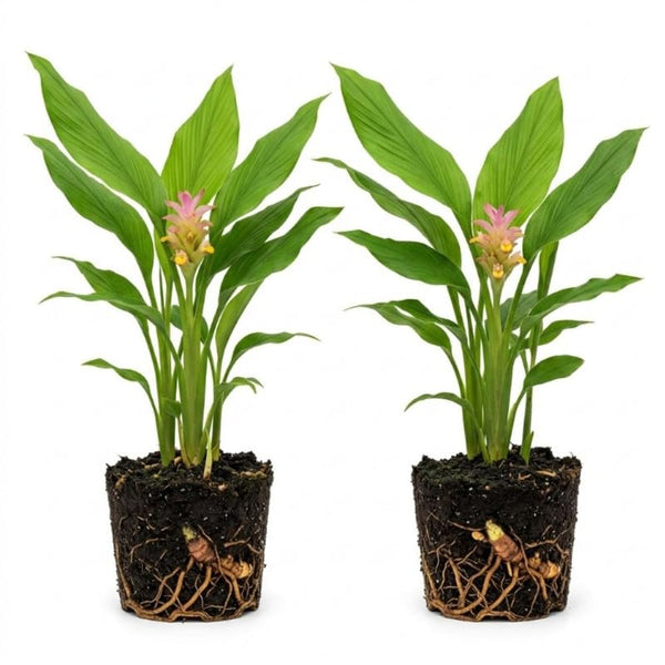 2 Yellow Turmeric Live Plants, Herb Plant, 4-7 Inch Tall