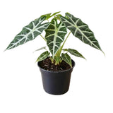 2 Dark Green Alocasia Live Plants, Alocasia Indoor Housplant, 4-6 Inch Tall
