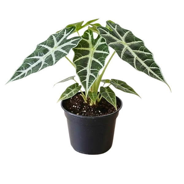 2 Dark Green Alocasia Live Plants, Alocasia Indoor Housplant, 4-6 Inch Tall