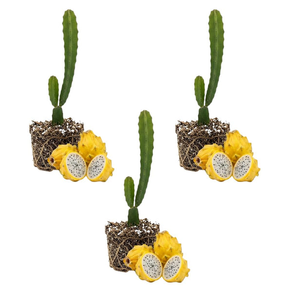 3 Yellow Dragon Live Plants, Yellow Fruits Tree, 3-7 Inch Tall