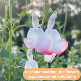 4 Hot Lips Salvia Sage Live Bushes, Well-Rooted Flower Plant, 4-6 Inch Tall