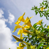 4 Golden Butterfly Allamanda Live Plants, Yellow Bloom Vine, 4-7 Inch Tall