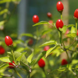 150 Chili Pequin Pepper Garden Seeds, Pepper Seeds for Planting
