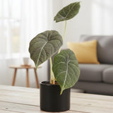 2 Grey Alocasia Live Plants, Hardy Garden Plant, 4-6 Inch Tall