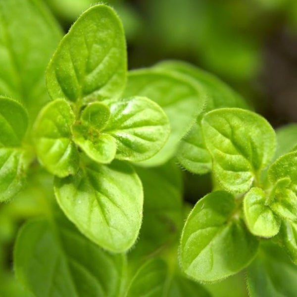 2 Cuban Oregano Plants Live, Garden Herb Plant, 4-6 Inch Tall