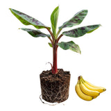 Truly Tiny Banana Tree Live Plant, Home Garden Plant, 4-6 Inch Tall