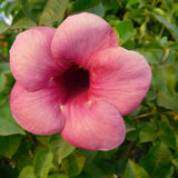 4 Red Allamanda Live Plants, Well-Rooted Starter Plant, 4-7 Inch Tall
