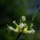 100 Heirloom Egyptian Walking Onion Seeds, Home Garden Plant