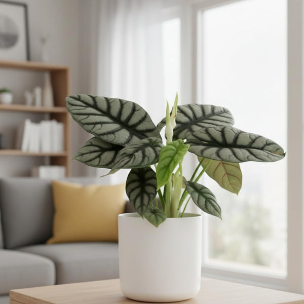 2 Silver Green Alocasia Live Plants, Hardy Garden Plant, 4-6 Inch Tall