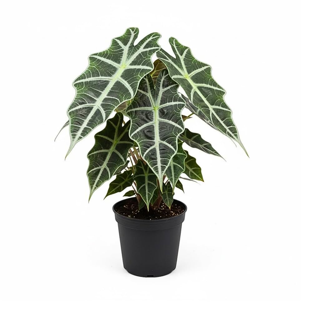 2 Black Green Alocasia Plants Live, Alocasia Houseplant, 2 Ft Tall