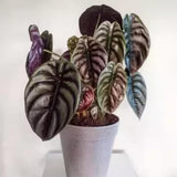 2 Red Purple Live Alocasia Plants, Indoor Outdoor Plant, 4-6 Inch Tall