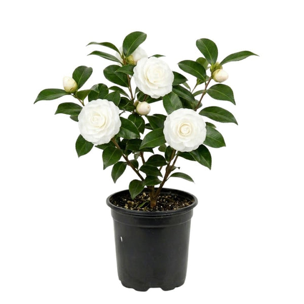 Live White Camellia Plant 8-14" Tall, Camellia Plant in Pot