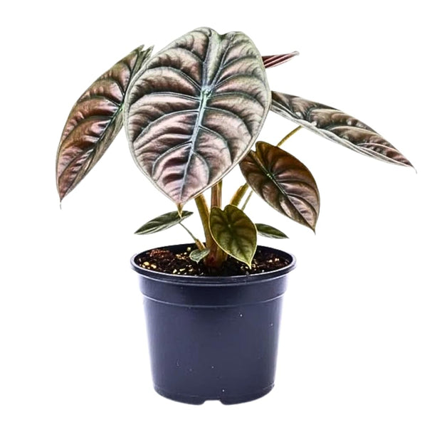 2 Red Purple Live Alocasia Plants, Indoor Outdoor Plant, 4-6 Inch Tall