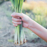 3 Lemongrass Live Plants, Home Garden Plant, 4-6 Inch Tall