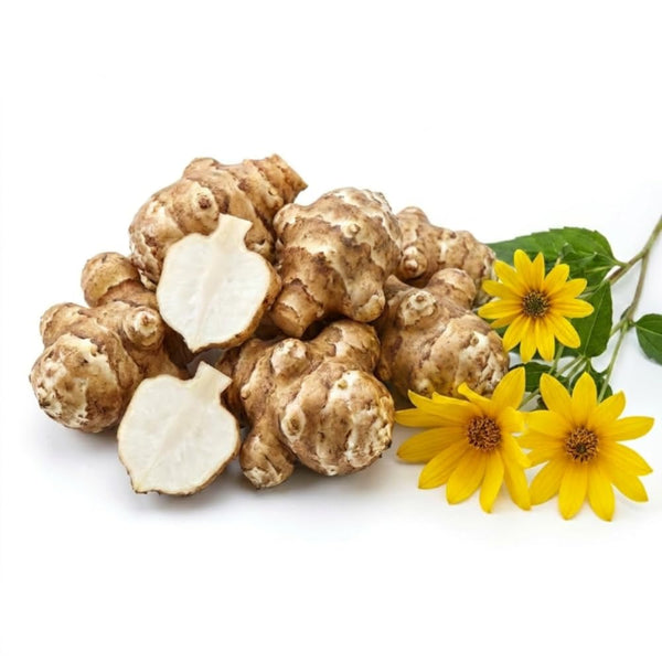 5 Jerusalem Artichoke Tubers, Raised Bed Vegetable Roots