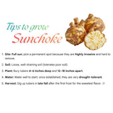1 Pound Jerusalem Artichoke Tubers, High Yield Sunchoke Roots