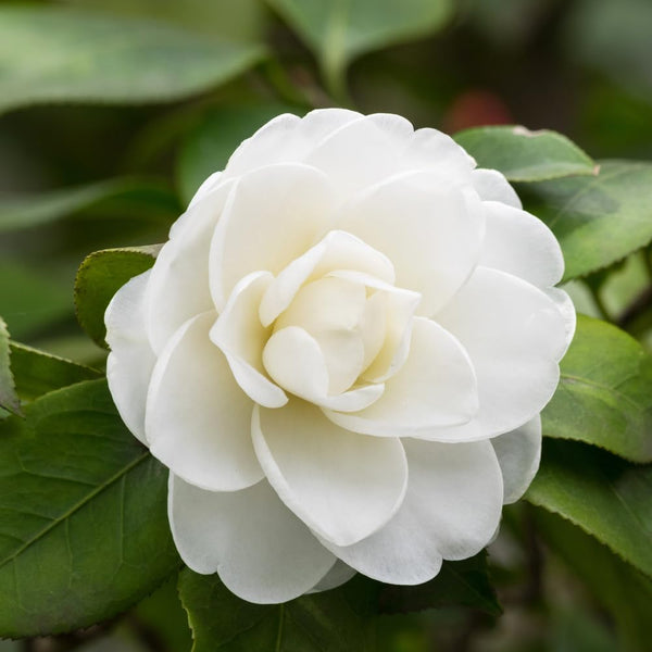 White Camellia Live Plant, Flower Bush, 6-10 Inch Tall, 4 Inch Pot
