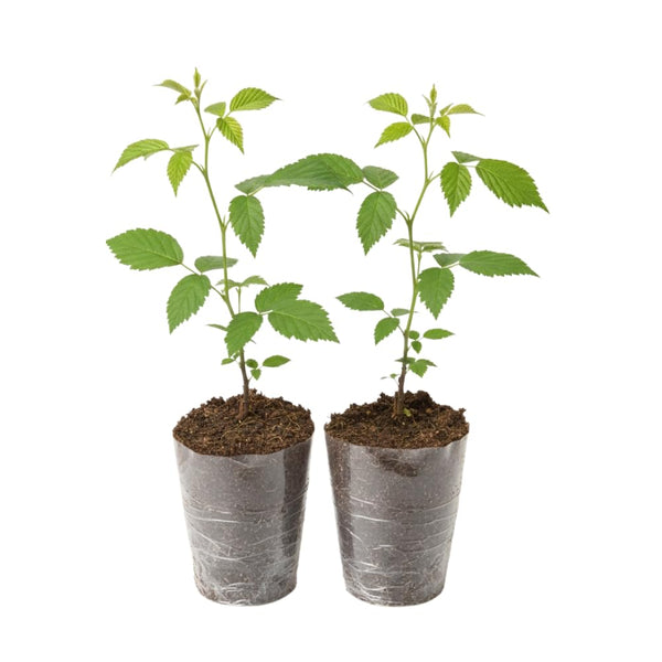 2 Arapaho Black Berry Plants, Blackberries Bush, 4-6 Inch Tall
