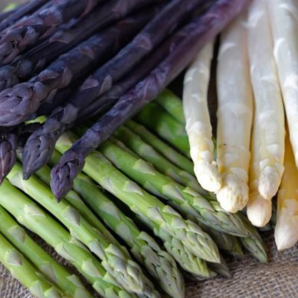 20 Mixed Asparagus Roots to Plant, Ready to Grow Plant
