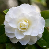 White Camellia Live Plant, Flower Bush, 6-10 Inch Tall, 4 Inch Pot