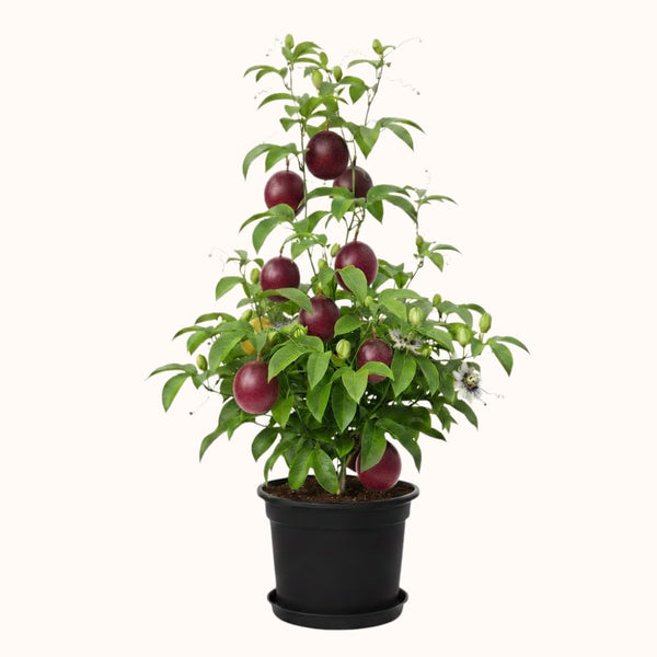 Sweet Passionfruit Plant, Passion Fruit Plant Live, 4-6 Inch Tall