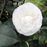 White Camellia Live Plant, Flower Bush, 6-10 Inch Tall, 4 Inch Pot